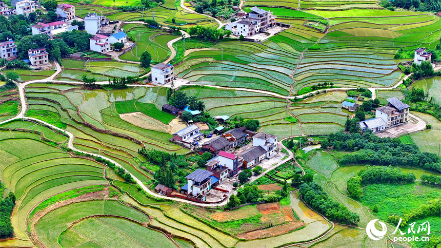 贛州市崇義縣鉛廠鎮穩下村，蓄水翻耕插秧后的梯田與山林、房舍相映成景，呈現出一幅綠意盎然的生態鄉村畫卷。人民網 朱海鵬攝