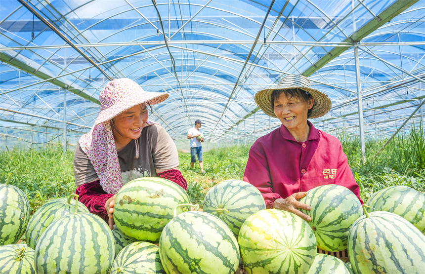 瓜農正在采收西瓜。謝東攝