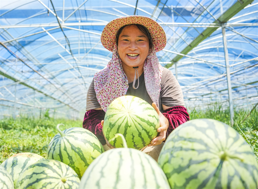 瓜農正在采收西瓜。謝東攝