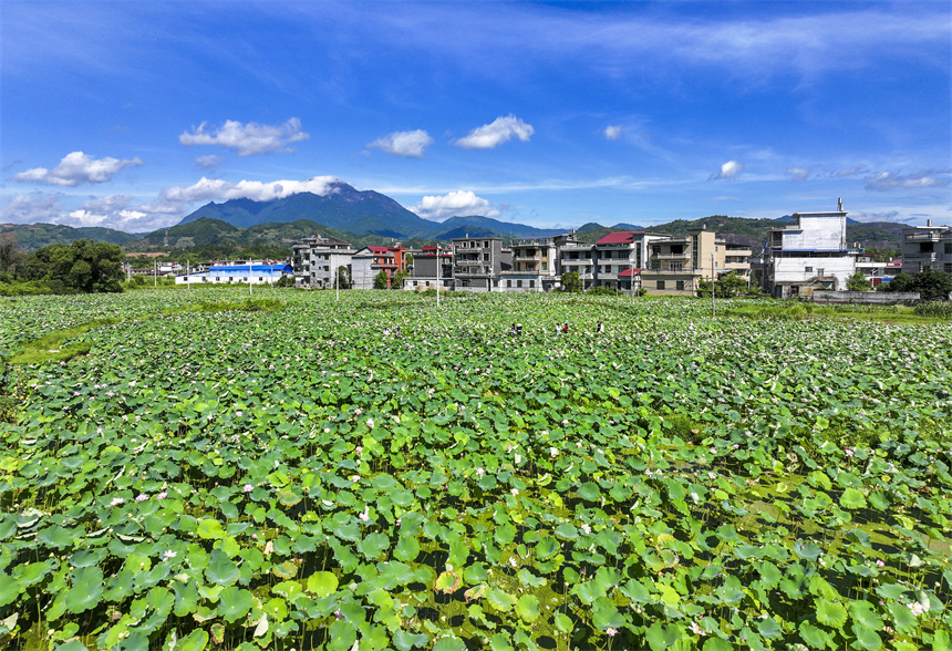 荷花競相綻放，吸引不少市民前來賞花、游玩。謝東攝