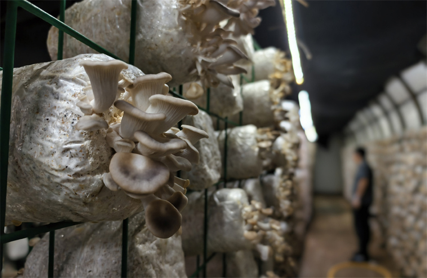 溫控菌房內長勢旺盛的菌菇。人民網記者 時雨攝