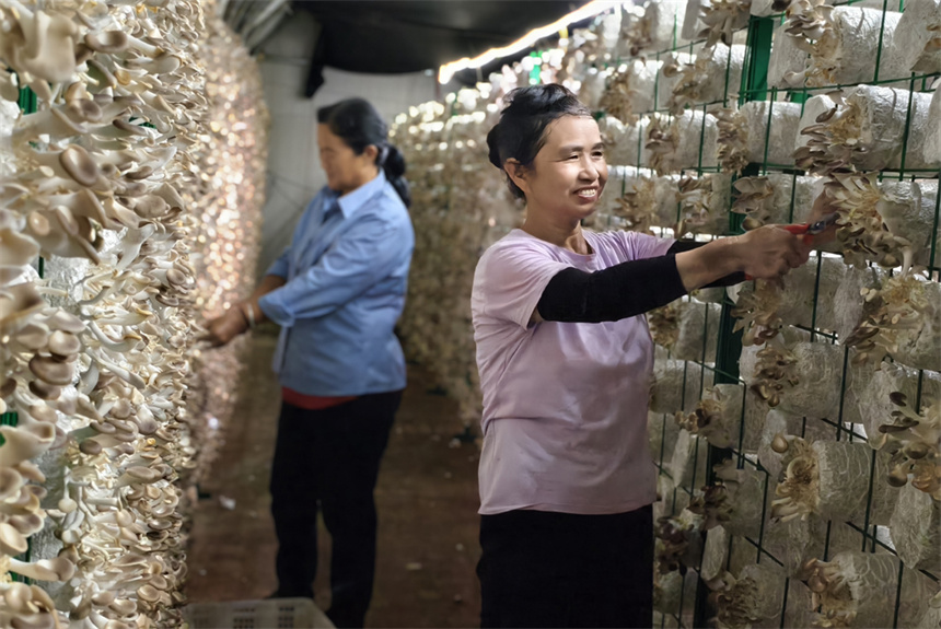 村民們正在采摘成熟的菌菇。人民網記者 時雨攝