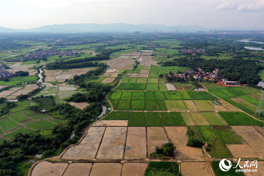 南昌紅谷灘區流湖鎮上房村的夏日田園在航拍鏡頭下呈現生機勃勃的景象。人民網記者 時雨攝