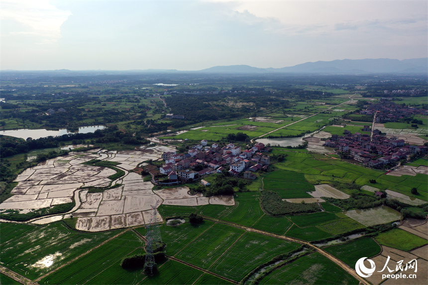南昌紅谷灘區流湖鎮上房村的夏日田園在航拍鏡頭下呈現生機勃勃的景象。人民網記者 時雨攝