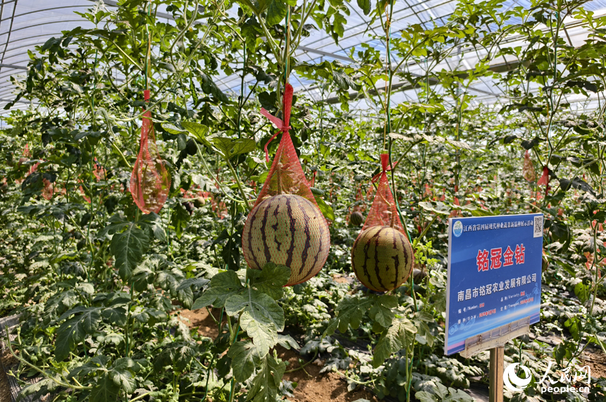 江西各地的農業種業公司在大家族種業大棚內培育的西瓜逐漸成熟。人民網記者 時雨攝