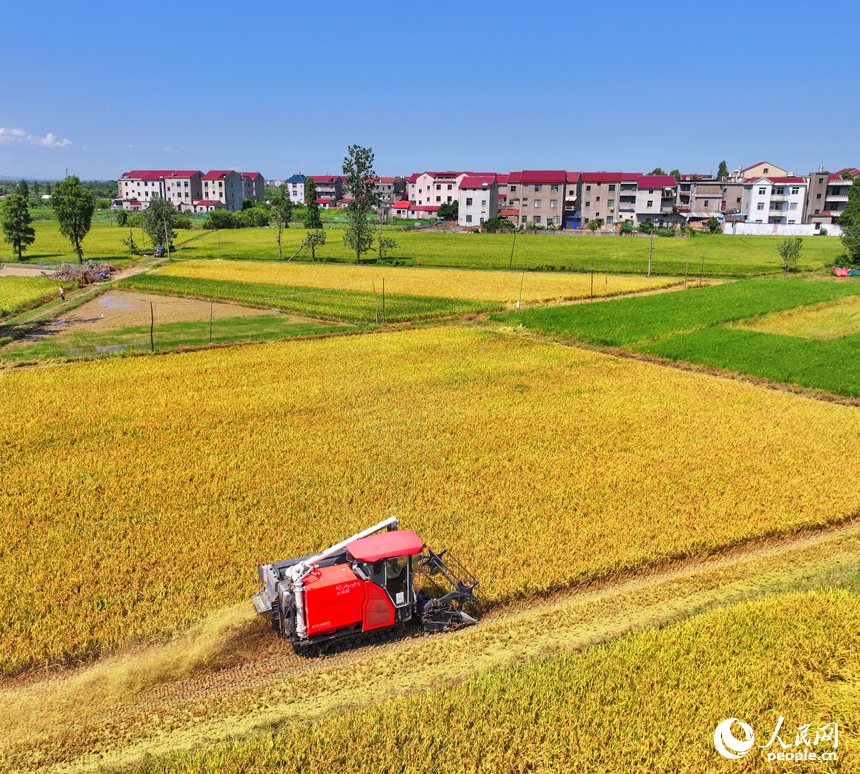 豐城市拖船鎮塘山村，農機手駕駛收割機在田間來回收割早稻。人民網 朱海鵬攝