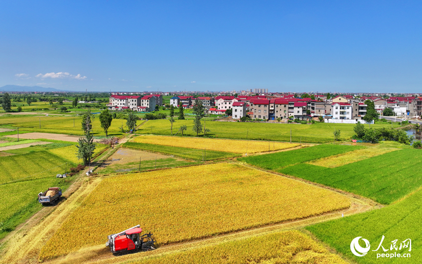 豐城市拖船鎮塘山村，農機手駕駛收割機在田間來回收割早稻。人民網 朱海鵬攝
