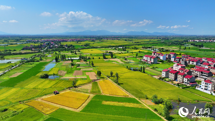 豐城市拖船鎮塘山村，連片的稻田與農房、公路、綠樹相映成景，構成一幅多姿多彩夏日鄉村豐收畫卷。人民網 朱海鵬攝