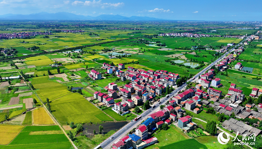 豐城市拖船鎮塘山村，連片的稻田與農房、公路、綠樹相映成景，構成一幅多姿多彩夏日鄉村豐收畫卷。人民網 朱海鵬攝