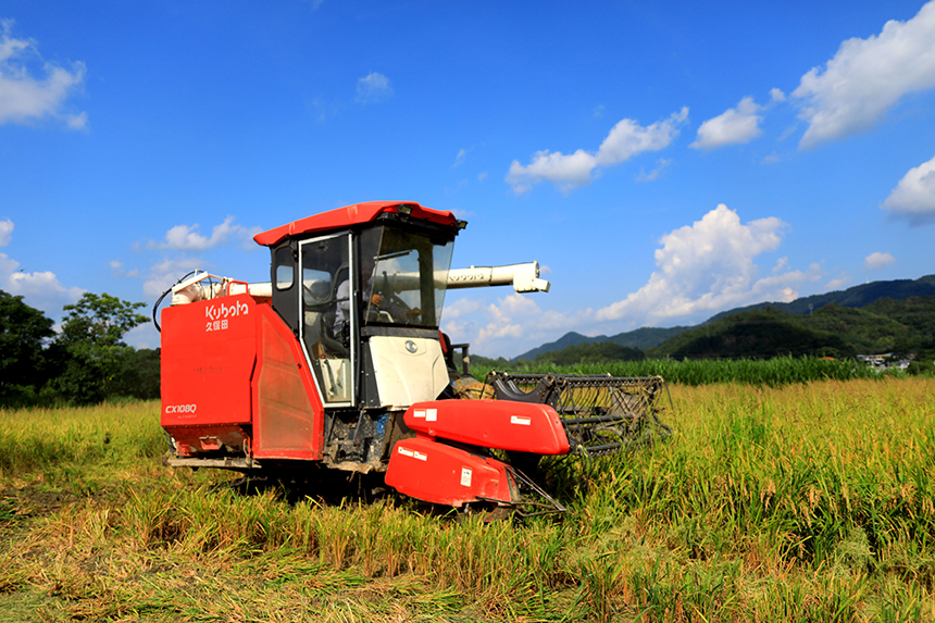 農機手駕駛收割機在收割早稻。