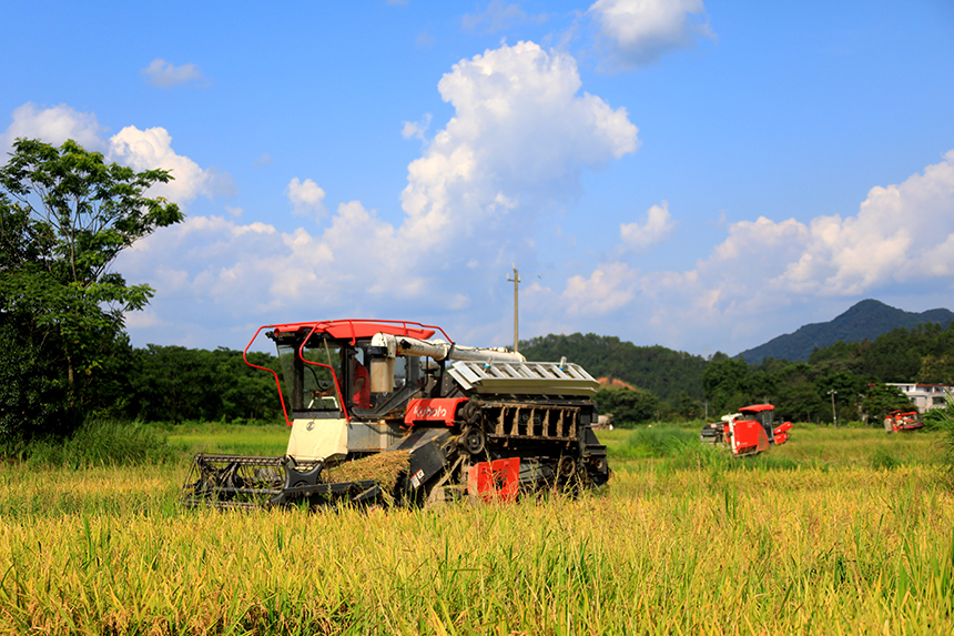農機手駕駛收割機在收割早稻。