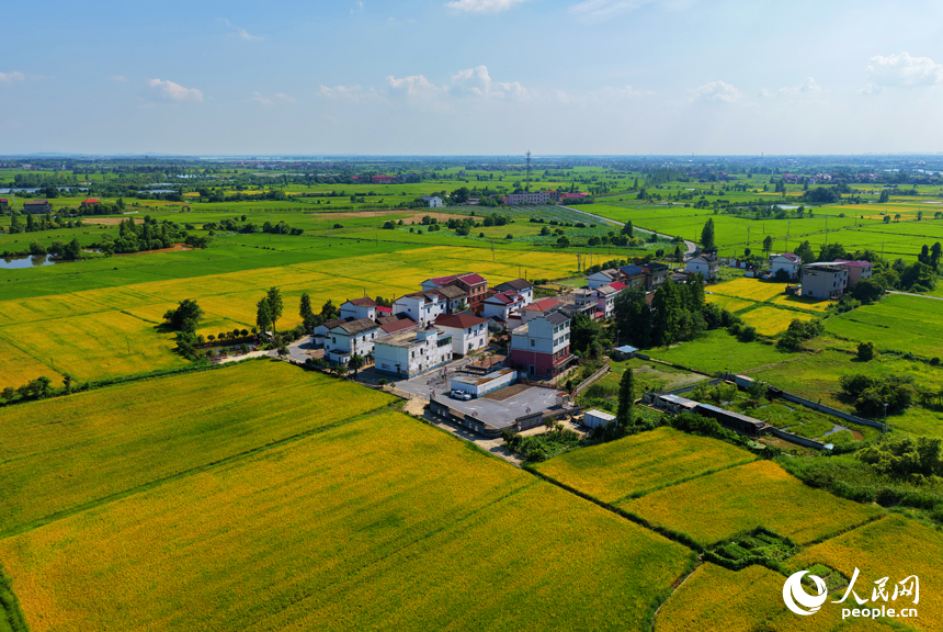 南昌縣幽蘭鎮，早稻逐漸轉黃，與道路、河流及村居構成一幅美麗的夏日田園畫卷。人民網記者 毛思遠攝