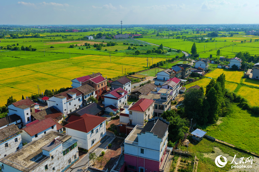 南昌縣幽蘭鎮，早稻逐漸轉黃，與道路、河流及村居構成一幅美麗的夏日田園畫卷。人民網記者 毛思遠攝