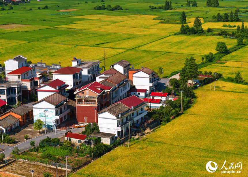 南昌縣幽蘭鎮，早稻逐漸轉黃，與道路、河流及村居構成一幅美麗的夏日田園畫卷。人民網記者 毛思遠攝