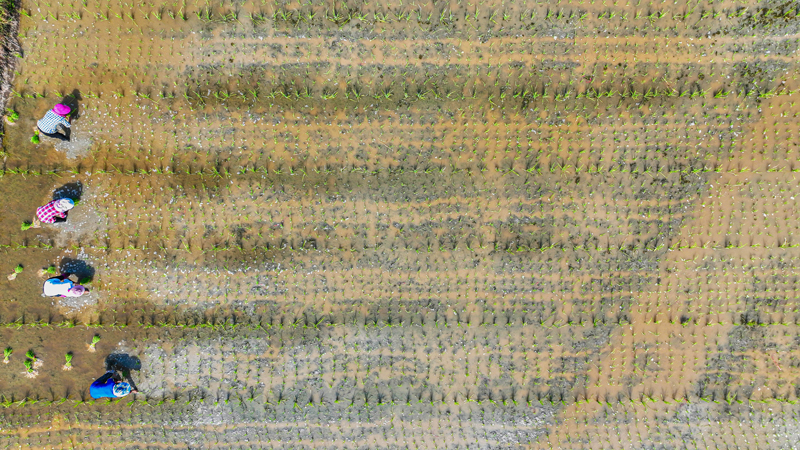 農戶搶抓農時開展水稻制種插秧農事作業。李煜祖攝