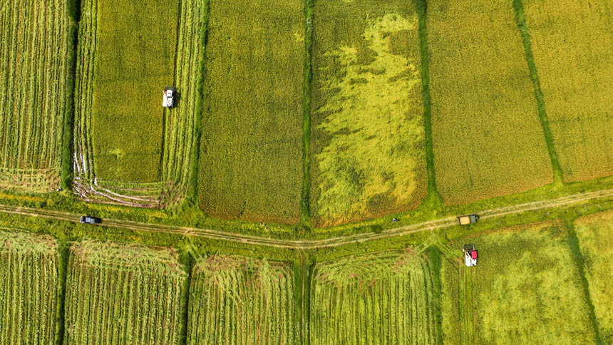 南豐縣市山鎮前山村，農民正駕駛機械收割早稻。李煜祖攝