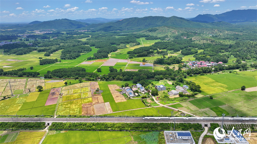吉安市吉水縣醪橋鎮一帶，高標準農田里種植的早稻由青轉黃，疾馳的列車與遠處鄉村房屋、青山綠樹相映成景。人民網 朱海鵬攝