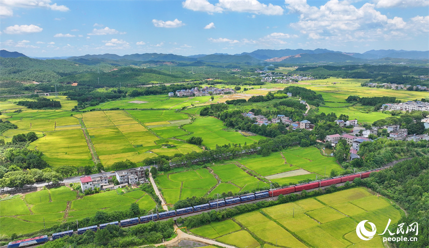 吉安市吉水縣醪橋鎮一帶，高標準農田里種植的早稻由青轉黃，疾馳的列車與遠處鄉村房屋、青山綠樹相映成景。人民網 朱海鵬攝