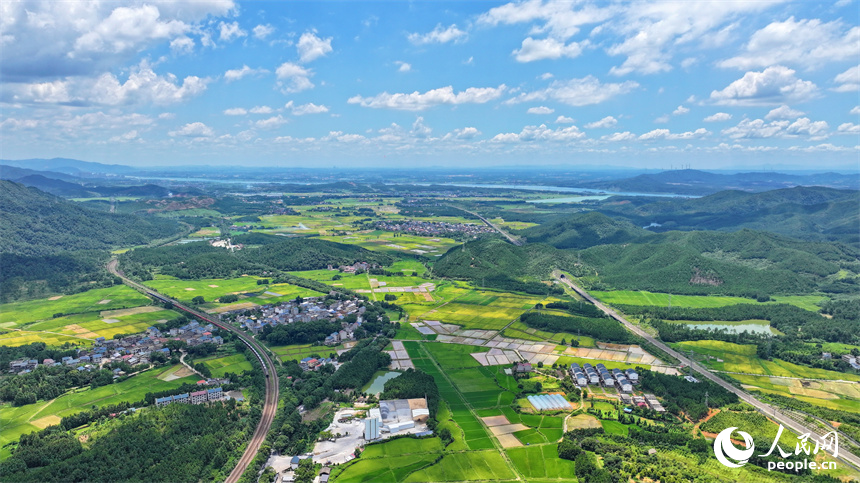 吉安市吉水縣醪橋鎮一帶，高標準農田里種植的早稻由青轉黃，疾馳的列車與遠處鄉村房屋、青山綠樹相映成景。人民網 朱海鵬攝