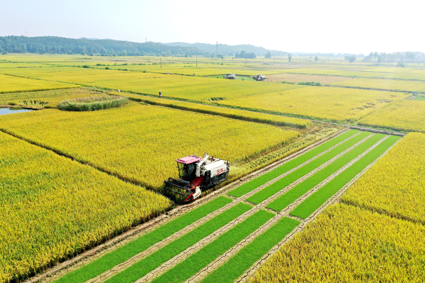 上高縣新界埠鎮洲上村村民在收割早稻。陳旗海攝