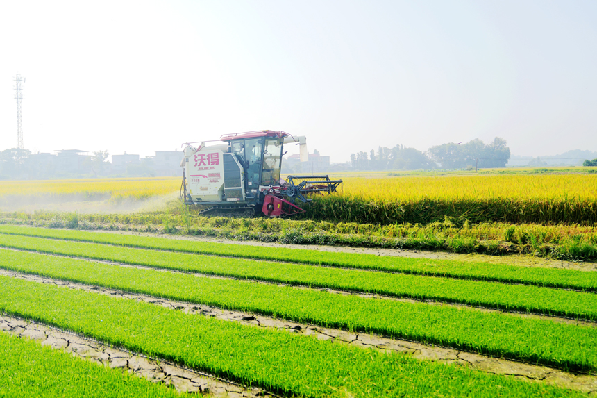上高縣新界埠鎮洲上村村民在收割早稻。陳旗海攝