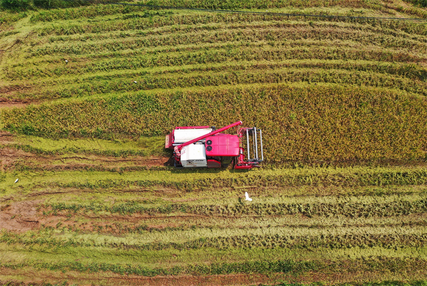 農民正駕駛農機在收割早稻。饒方其攝