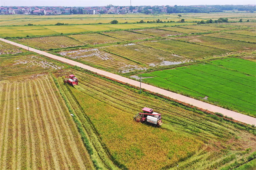 農民正駕駛農機在收割早稻。饒方其攝