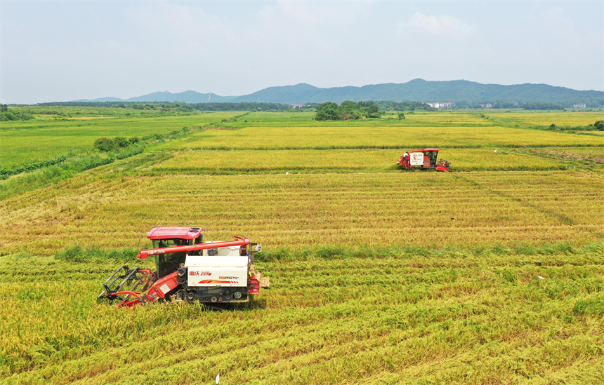 農民正駕駛農機在收割早稻。饒方其攝