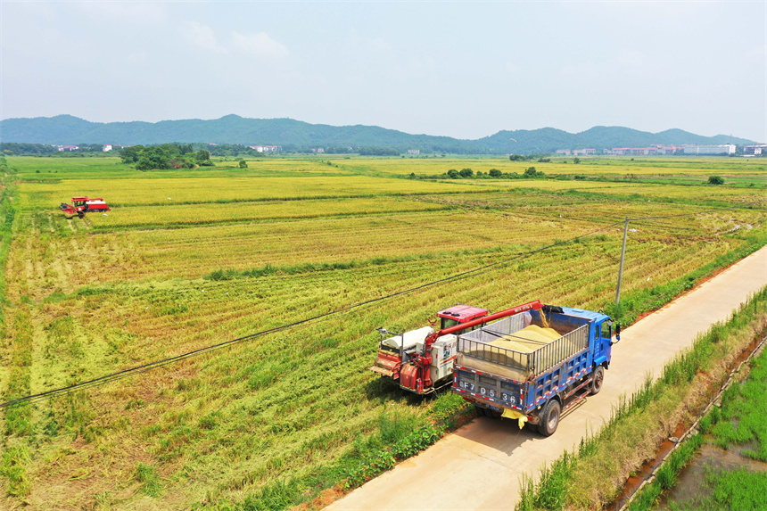 農民正駕駛農機在收割早稻。饒方其攝
