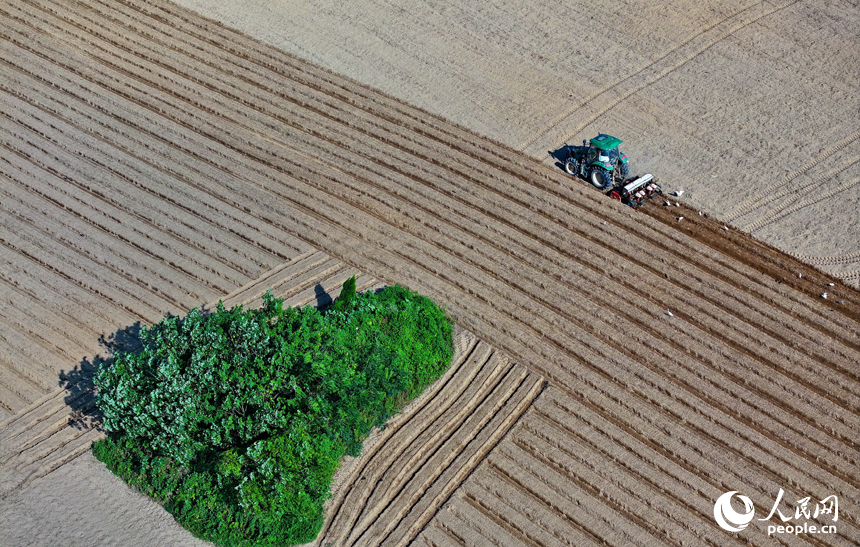九江市永修縣涂埠鎮南洲村，合作社農機手在播種玉米。人民網 朱海鵬攝