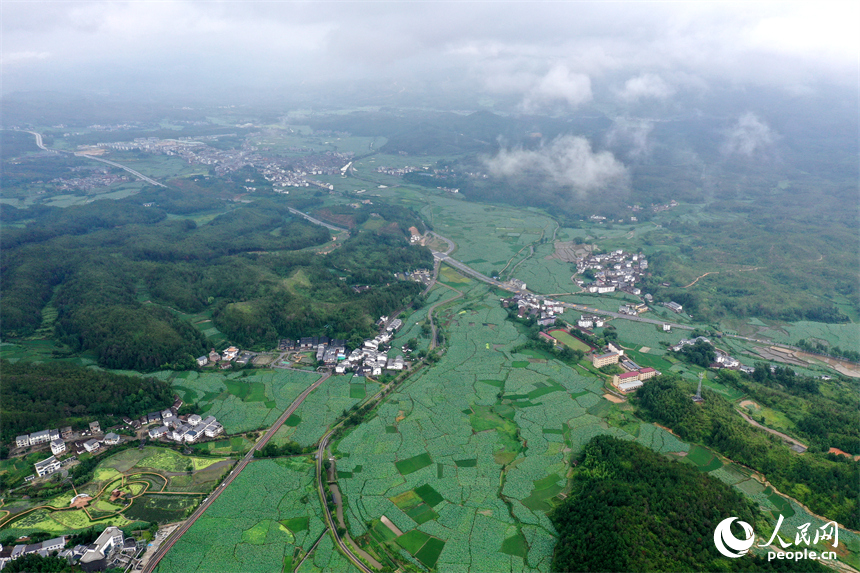 航拍鏡頭下，姚西村的千畝蓮池宛如一幅生動的田園水墨畫。人民網記者 時雨攝