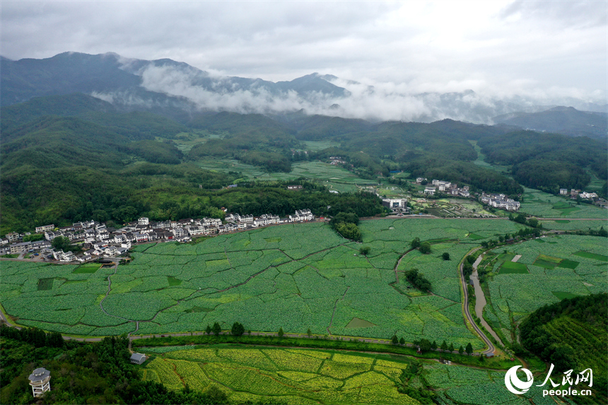 航拍鏡頭下，姚西村的千畝蓮池宛如一幅生動的田園水墨畫。人民網記者 時雨攝