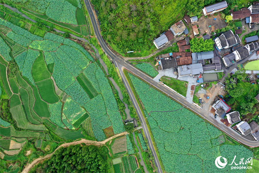 航拍鏡頭下，姚西村的千畝蓮池宛如一幅生動的田園水墨畫。人民網記者 時雨攝