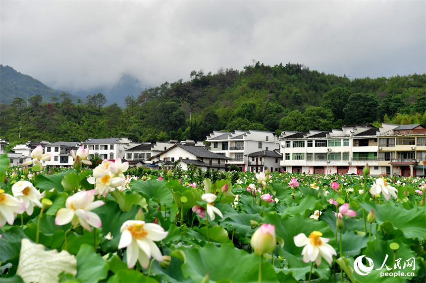 盛開的蓮花與白墻灰瓦的民居交相輝映。人民網記者 時雨攝