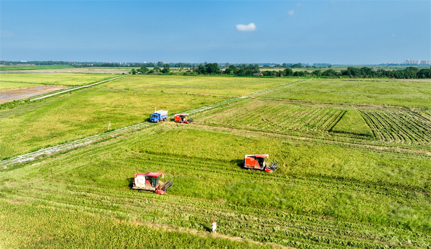 多臺收割機正在田間來回穿梭。潘成攝