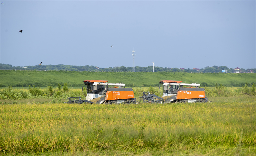 多臺收割機正在田間來回穿梭。潘成攝