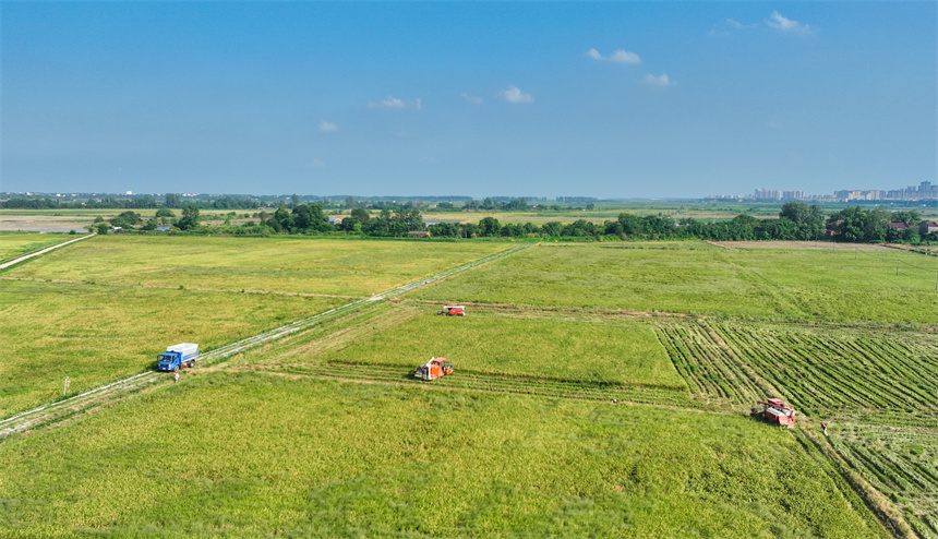 多臺收割機正在田間來回穿梭。潘成攝