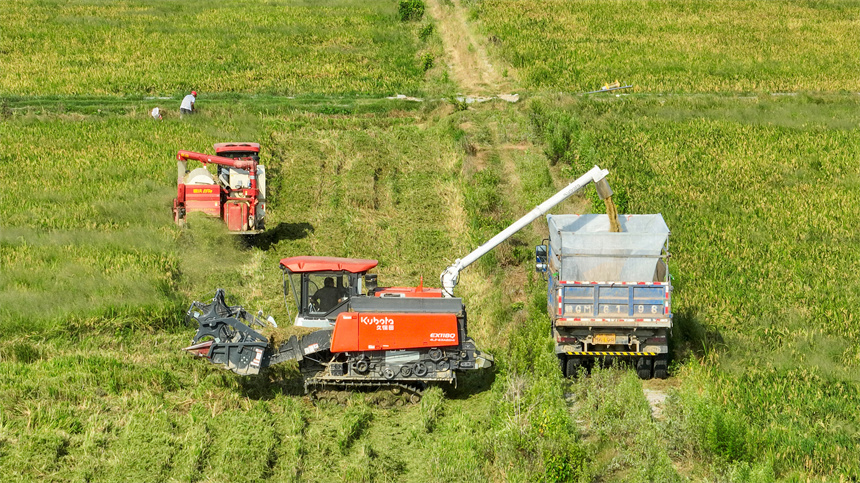 多臺收割機正在田間來回穿梭。潘成攝