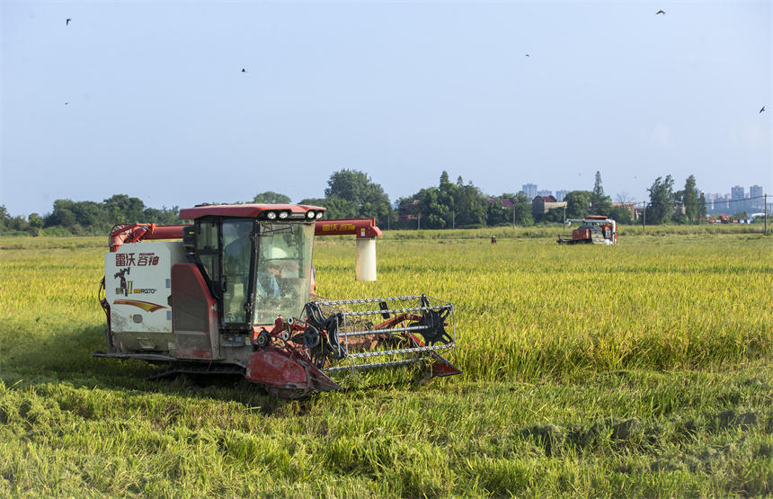 多臺收割機正在田間來回穿梭。潘成攝