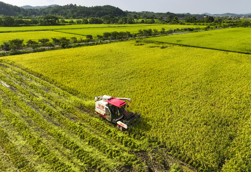 7月15日，江西省撫州市南豐縣太和鎮丹陽村，農機手駕駛收割機收割早稻。謝東攝