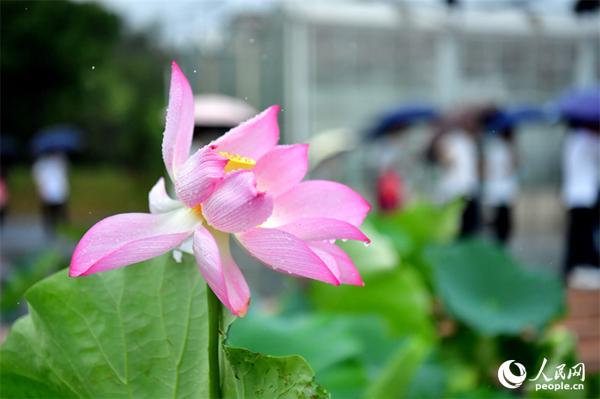廣昌縣蓮花科技博覽館內盛開的蓮花，雷雨過后沾著雨水的花瓣更顯嬌艷欲滴、潤澤動人。人民網記者 時雨攝