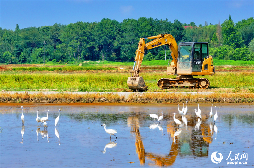 村民駕駛挖掘機在修整高標準農田機耕道，成群的鷺鳥在周邊自由覓食、嬉戲。人民網 朱海鵬攝