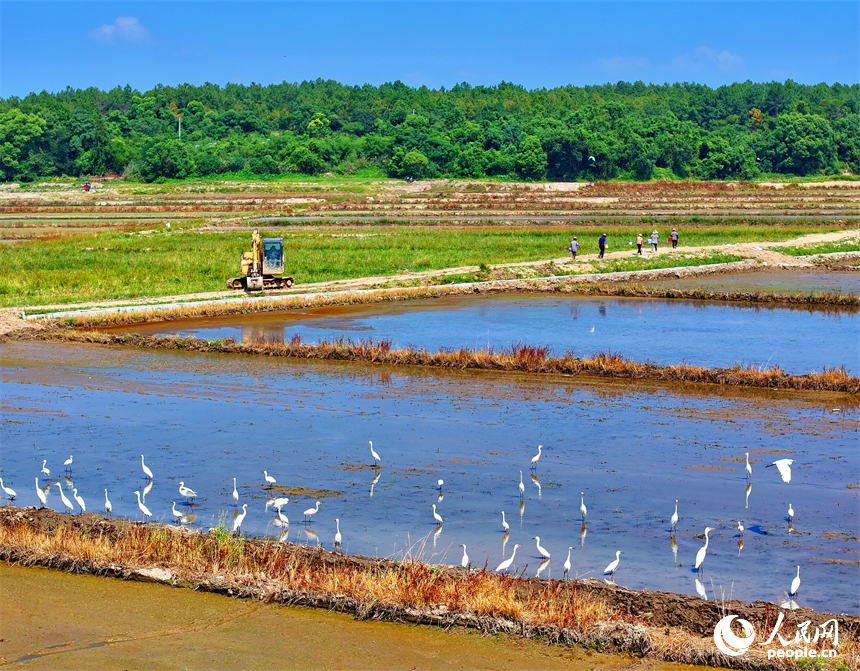 村民駕駛挖掘機在修整高標準農田機耕道，成群的鷺鳥在周邊自由覓食、嬉戲。人民網 朱海鵬攝