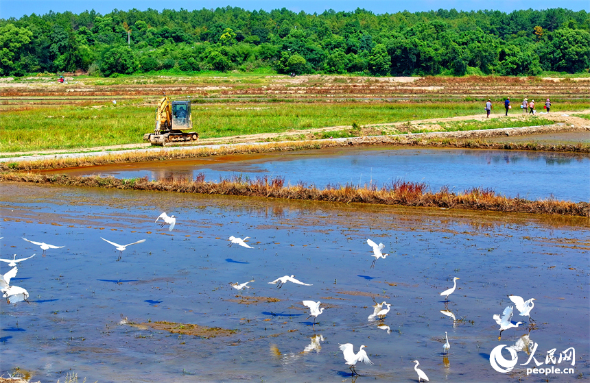 村民駕駛挖掘機在修整高標準農田機耕道，成群的鷺鳥在周邊自由覓食、嬉戲。人民網 朱海鵬攝