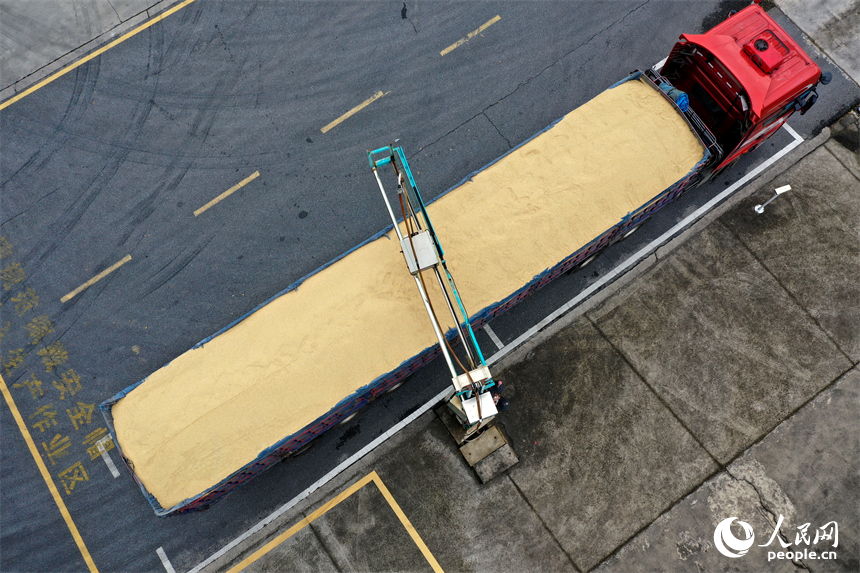 固定式扦樣機正在對貨車上的早稻進行隨機扦樣。人民網記者 時雨攝