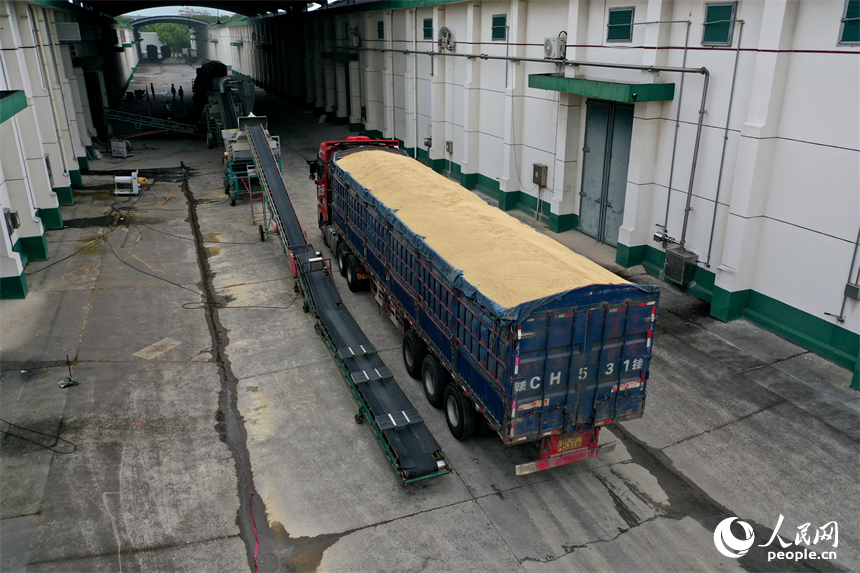 糧庫旁停放著檢驗合格等待卸糧的貨車。人民網記者 時雨攝