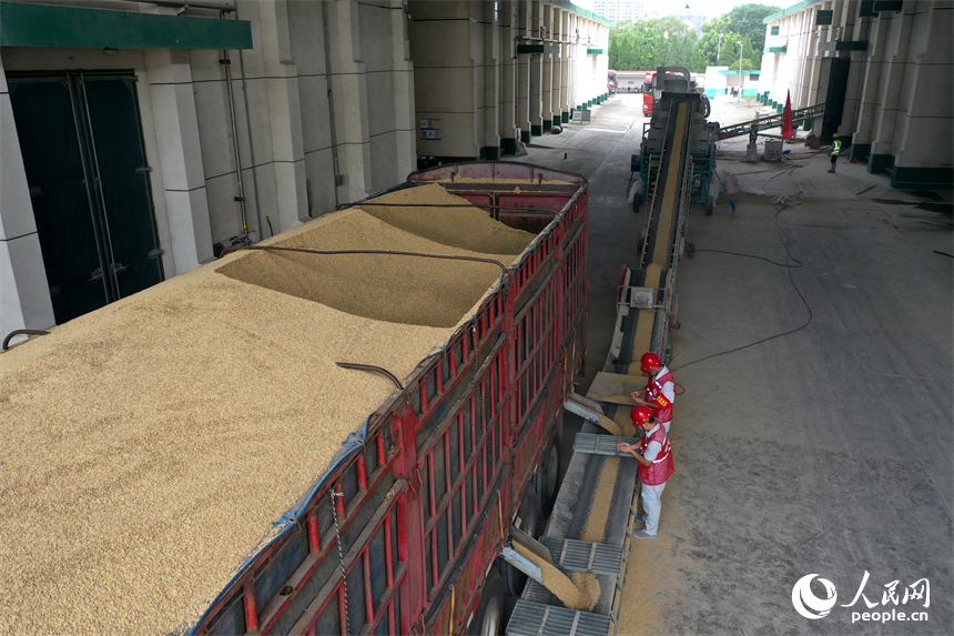 運糧車正在卸糧，現場監督人員正在對入庫早稻進行隨機查驗。人民網記者 時雨攝