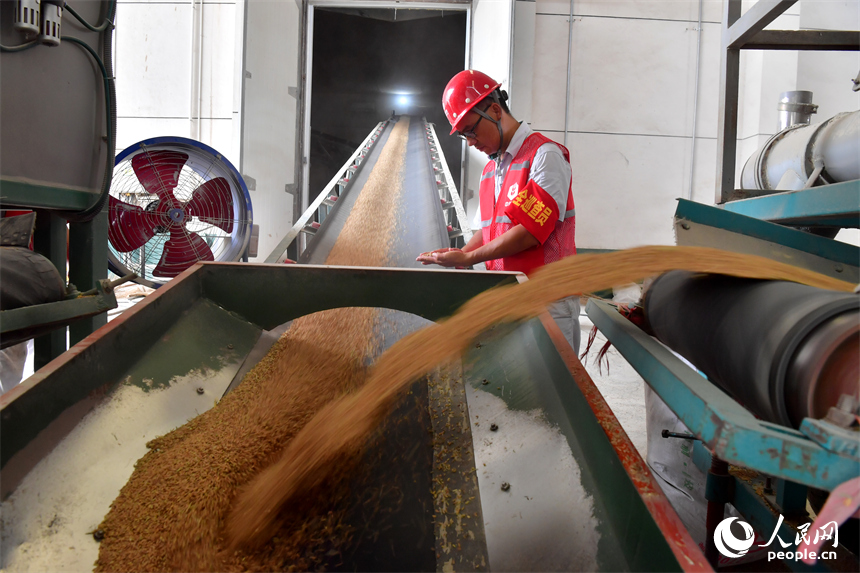 運糧車正在卸糧，現場監督人員正在對入庫早稻進行隨機查驗。人民網記者 時雨攝