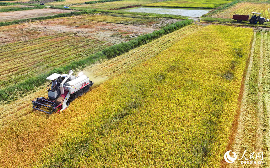 豐城市同田鄉河口村，農機手開著收割機在收割早稻。人民網 朱海鵬攝
