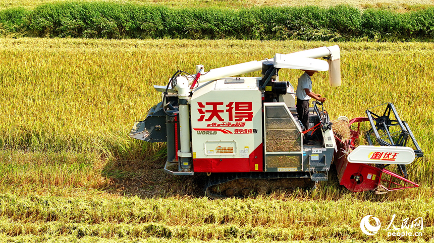 豐城市同田鄉河口村，農機手開著收割機在收割早稻。人民網 朱海鵬攝